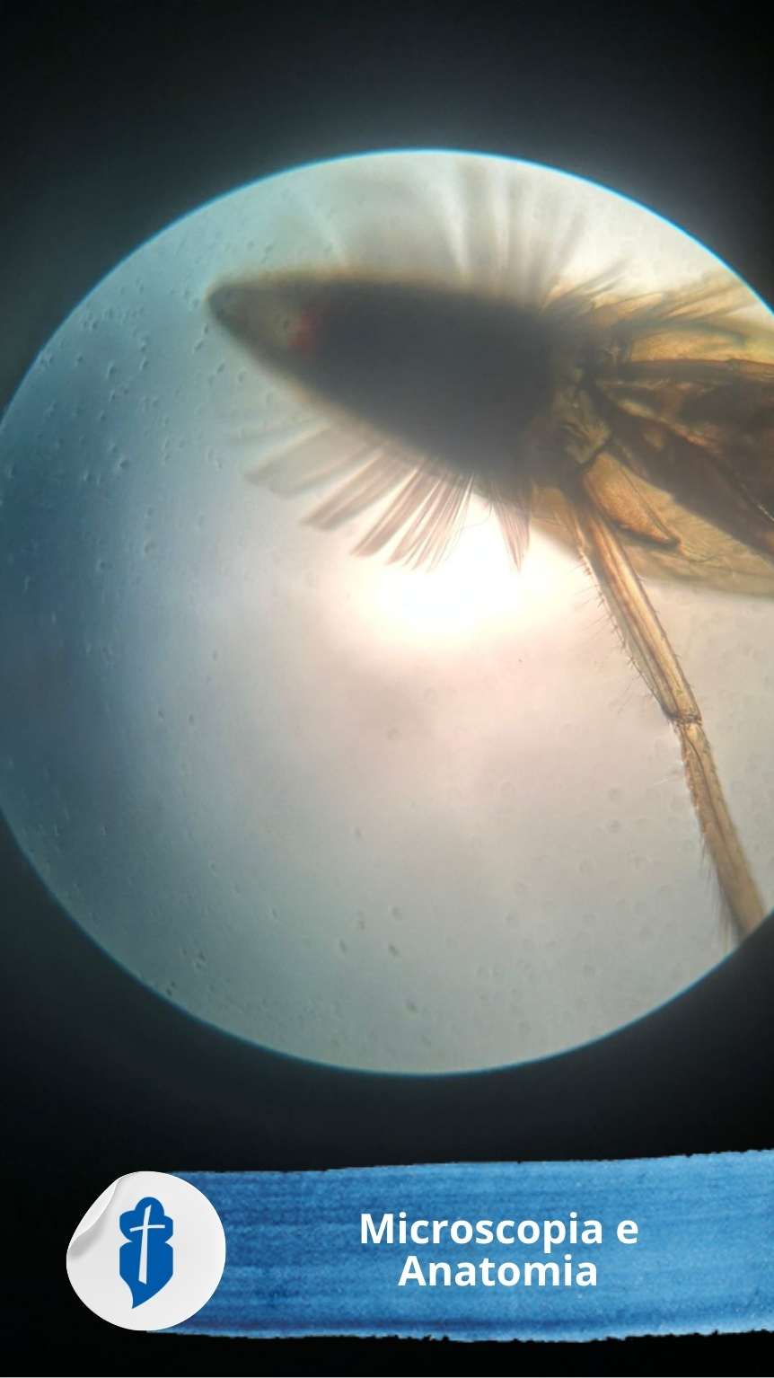 Microscopia e Anatomia - 2� S�rie do EM - S�o Paulo da Cruz Rede Passionista de Educa��o