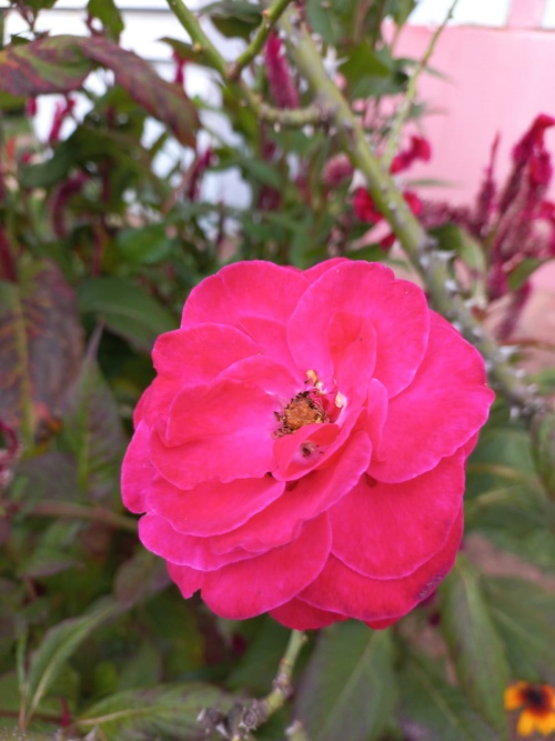 Outono florido com tra�os de primavera - S�o Jos� Rede Passionista de Educa��o