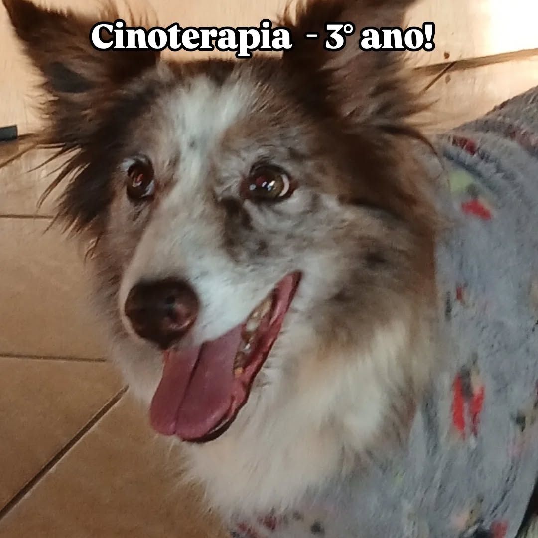 Cinoterapia: um la�o de amor e cura - Santa Luzia Rede Passionista de Educa��o